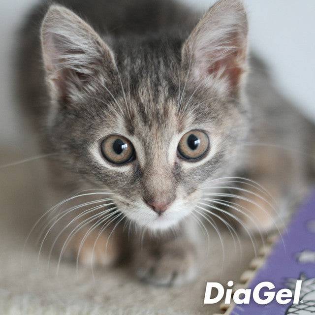 DiaGel Anti-Diarrhea and Digestive Support For Kitten up to 6lbs - 0.5mL - Calvetsupply