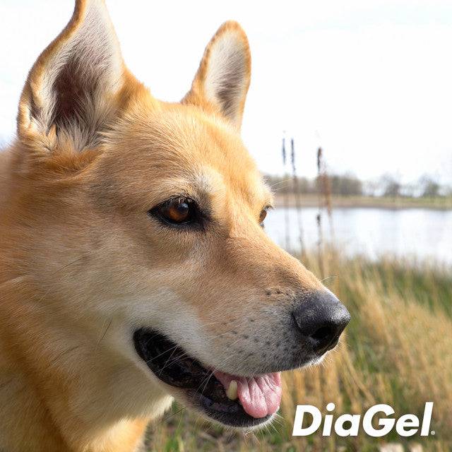 DiaGel Anti-Diarrhea and Digestive Support For Large Dogs - 5 ml - Calvetsupply