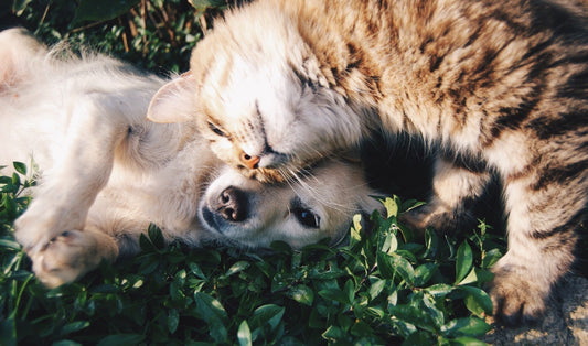 2020 Guide to the Best Dog and Cat Dewormer - Calvetsupply
