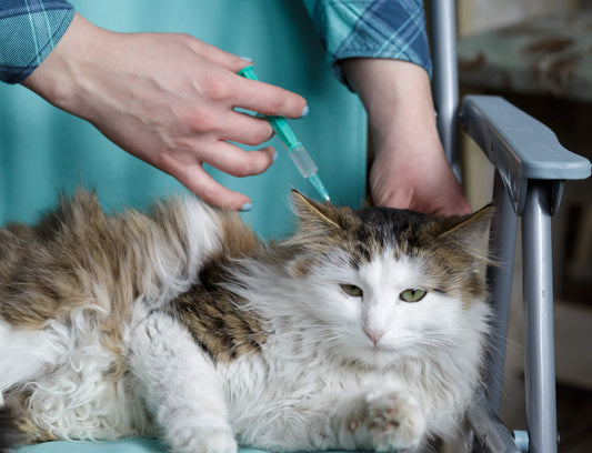 5 Common Mistakes to Avoid When Giving Insulin to Your Pet - Calvetsupply