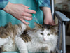 5 Common Mistakes to Avoid When Giving Insulin to Your Pet - Calvetsupply