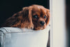5 Important Tips for Keeping Pets Safe From Coronavirus - Calvetsupply