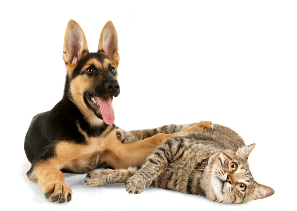 Basic Pet Care Guide: Health, Hygiene & Everyday Essentials - Calvetsupply