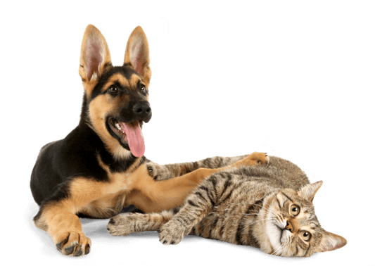 Basic Pet Care Guide: Health, Hygiene & Everyday Essentials - Calvetsupply