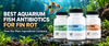 Best Aquarium Fish Antibiotics for Fin Rot: How the Main Ingredients Compare - Calvetsupply