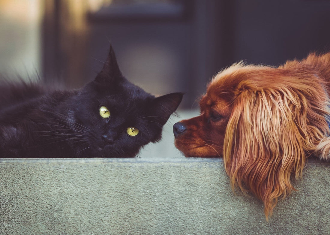 CBD and Hemp Products For Pets - Calvetsupply