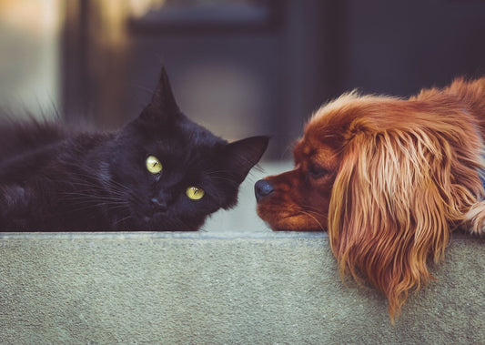 CBD and Hemp Products For Pets - Calvetsupply