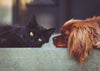CBD and Hemp Products For Pets - Calvetsupply