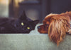 CBD and Hemp Products For Pets - Calvetsupply