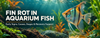 Fin Rot in Aquarium Fish: Early Signs, Causes, Stages, and Recovery Support - Calvetsupply