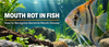 Mouth Rot in Fish: How to Recognize Bacterial Mouth Disease - Calvetsupply