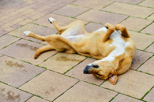 What Is Dog Mange and How to Treat It? - Calvetsupply