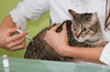 What to Know About Administering Injections to Animals - Calvetsupply