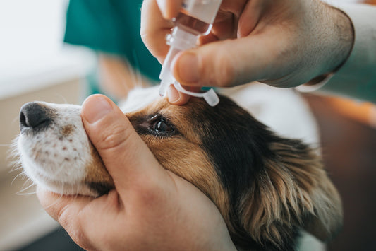 Your Guide On How To Treat Eye Infections In Dogs - Calvetsupply