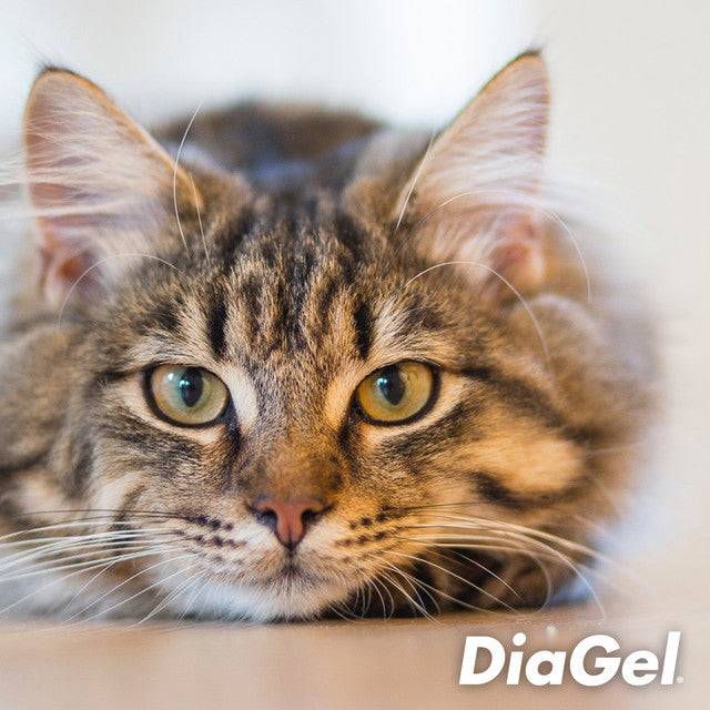 DiaGel Anti-Diarrhea and Digestive Support - 1ml For Cats Over 6lbs - Calvetsupply