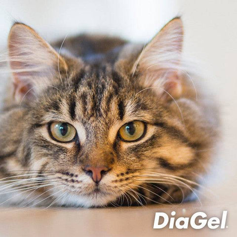 DiaGel Anti-Diarrhea and Digestive Support - 1ml For Cats Over 6lbs - Calvetsupply