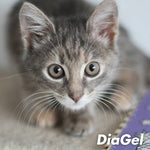 DiaGel Anti-Diarrhea and Digestive Support For Kitten up to 6lbs - 0.5mL - Calvetsupply