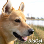 DiaGel Anti-Diarrhea and Digestive Support For Large Dogs - 5 ml - Calvetsupply