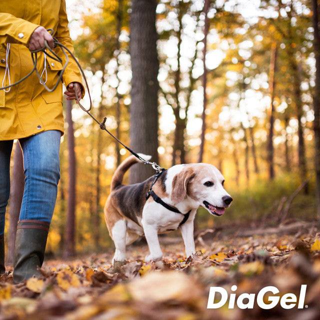 DiaGel Anti-Diarrhea and Digestive Support For Medium Dogs - 3 ml - Calvetsupply