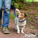 DiaGel For Digestion and Anti-Diarrhea Small Dogs - 1ml - Calvetsupply