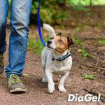 DiaGel For Digestion and Anti-Diarrhea Small Dogs - 1ml - Calvetsupply