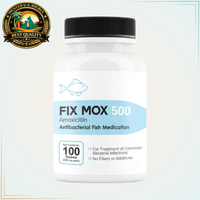 Fish Mox Amoxicillin 250mg & 500mg