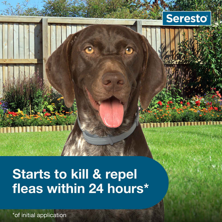 Seresto Flea and Tick Collar for Large Dogs - Calvetsupply